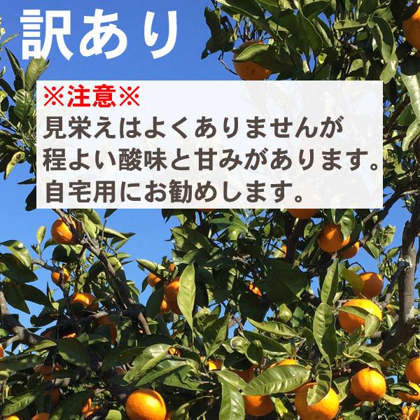 訳ありみかん キズ 静岡三ヶ日みかん 早生 5kg 産地直送 送料無料