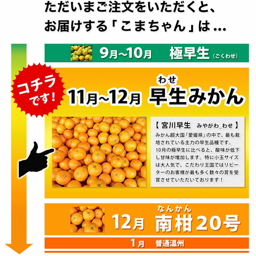 愛媛県産 小玉 みかん こまちゃん 5kg×2箱セット 家庭用 自宅用 訳あり 愛媛みかん 送料無料 プチ 小粒 箱買い 蜜柑 温州 早生 南柑 20号 10キロ