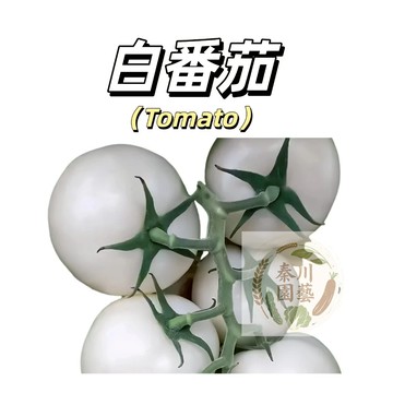 嘉義現貨（白番茄種子FQ-10）易種 大白西紅柿種子 四季播種盆栽果菜蔬菜種子#tomato