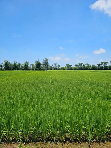 新屋近市區前後臨路美農地｜桃園市新屋區新屋段後湖小段