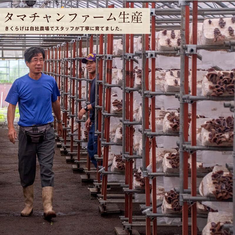 国産きくらげ 250g 業務用 乾燥 干し 木耳 キクラゲ きのこ キノコ 日本 九州 送料無料