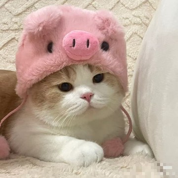 ⚡免運可開發票⚡貓咪頭套耳朵帽子小型寵物可愛拍照秋冬變裝保暖狗狗馬爾濟斯頭飾