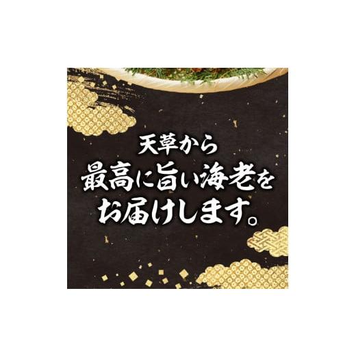 ふるさと納税 熊本県 天草市 S005-005_《美味しさの極み》天草産・幸福堂の活き車えび『海老王』（370g）〈先行予約〉