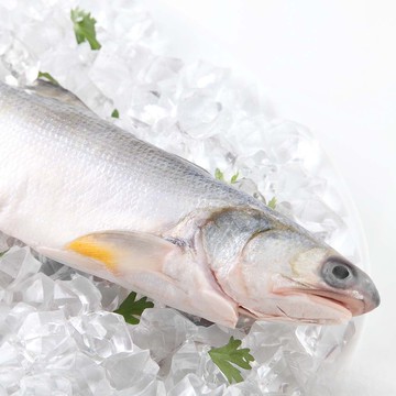 【海鮮主義】午仔魚(350g/隻)■