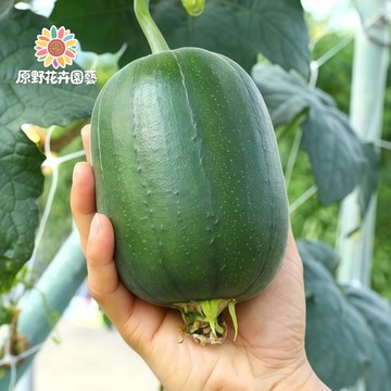 （最新日期採收）蘋果絲瓜種子SG-1 早熟本地絲瓜短圓大絲瓜四季播種盆栽爬藤蔬菜#果菜種子
