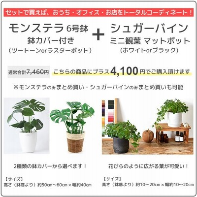 夏期間限定☆メーカー価格より68%OFF!☆ NEIGHBORHOOD鉢植えの鉢 植木