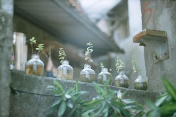 攝影 萬用 明信片 - Light系列 - 綠意