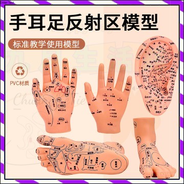 【台灣出貨】腳穴位模型 手足教具 模型教具 人體教具 教學用具 足部底耳模耳朵手經酪手部推拿 針灸 足底腳模反射眼睛圖