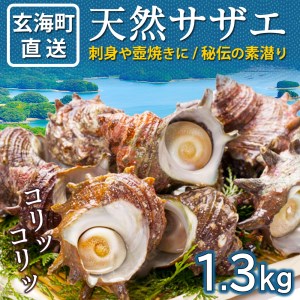 玄海町産さざえ　1.2kg（4月配送）