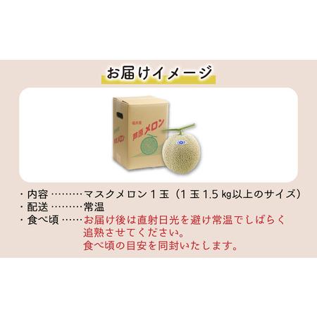 ふるさと納税 青肉マスクメロン（1.5kg以上 1玉入）味も見た目も抜群！アールスメロン    あわら 期間限定 果物 フルーツ 産地直.. 福井県あわら市