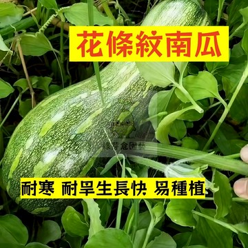 🌱早熟高產（花條紋南瓜種子NG-30）抗旱抗寒 耐熱 金瓜  易生長  高產 抗病抗旱易種植 高產爬藤蔬菜種子#果菜類