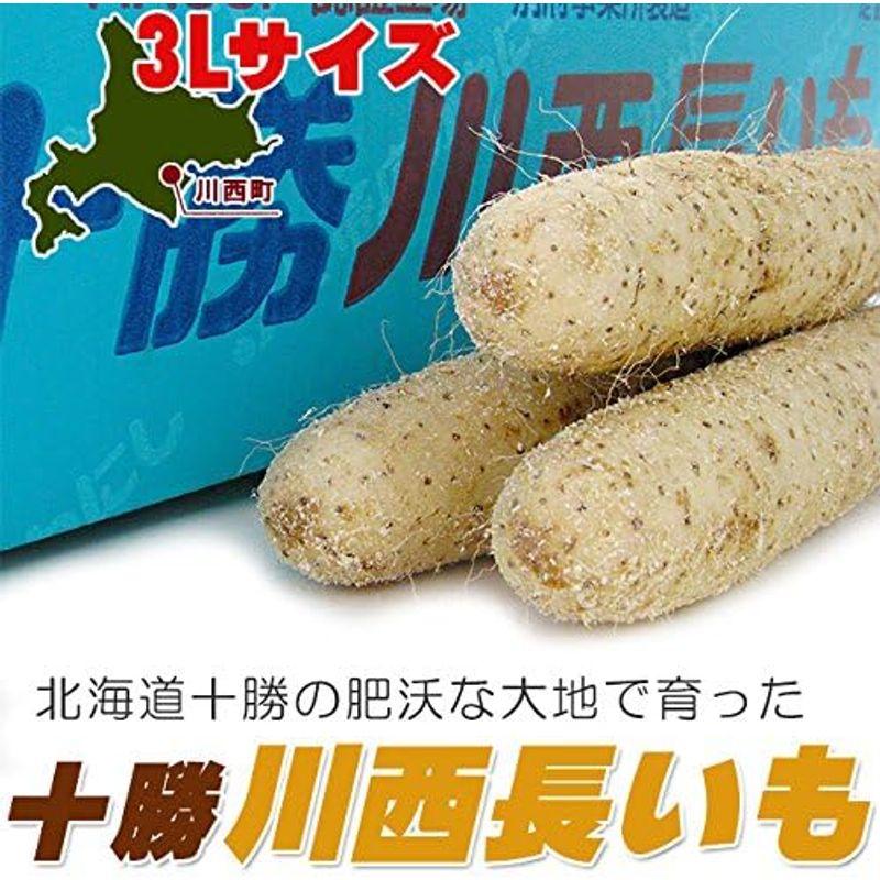 十勝川西長いも 10kg (Aランク 3Lサイズの長芋) HACCP認証 真っ白できめ細かい肉質のながいも とろろ芋にすると粘りがあります