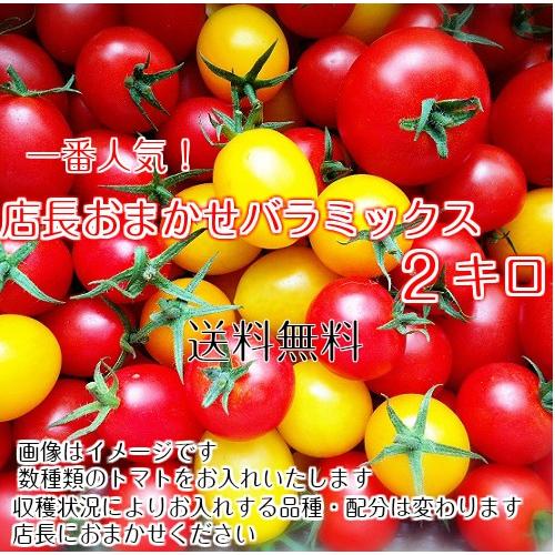 販売再開　ミニトマト　トマト　新鮮　生産者直送　当店一番人気　数種類のトマトが入った店長おまかせバラミックス2キロ