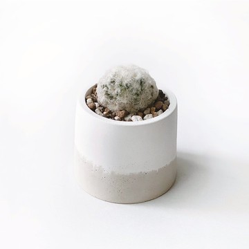 (現貨) 奶茶系列 | 白星仙人掌 圓形雙色水泥仙人掌植栽