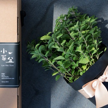 幽香馬郁蘭_香草盆栽禮物款