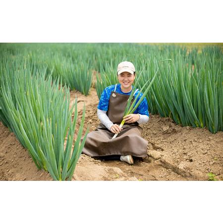 ふるさと納税 野菜セット 白ネギと季節の野菜 BOX 広島県三原市産 池ちゃん農園 広島県三原市