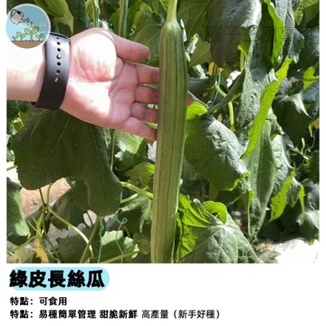 綠皮長絲瓜種子 香嫩絲瓜 菜瓜布原料 菜瓜布瓜 澎湖絲瓜 長筒絲瓜 爬藤植物 庭院瓜棚 陽台盆栽 瓜類蔬菜 採收樂趣