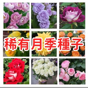 【稀有月季種子】台灣現貨 四季開花 庭院盆栽 玫瑰種子 易種植 贈教學 花卉種子 觀賞植物 陽台種植 新手友善