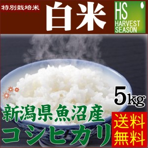 令和4年産 特別栽培米 白米 新潟県 魚沼産 コシヒカリ5kg 送料無料 北海道沖縄へは別途送料760円】