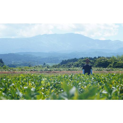 ふるさと納税 山形県 鶴岡市 A01-661　だだちゃ豆(冷凍 1.5kg)