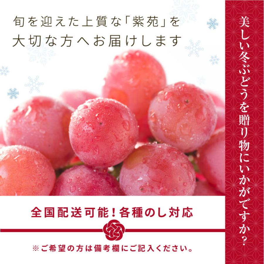 11月上旬頃より発送 送料無料 ギフト プレゼント フルーツ 葡萄 ぶどう 岡山県産 紫苑 赤秀品 1房入り 約800g 化粧箱入り