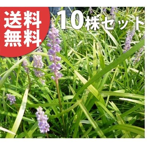 ヤブラン 10.5cmポット やぶらん 苗木 植木 苗 庭木 生け垣 送料込み