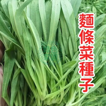 日本紫花麵條菜種子 紅梗特選 稀有蔬菜種籽 生鮮沙拉食材 家庭菜園 陽台盆栽 農場自採 葉用蘿蔔 可連續採收 非基改