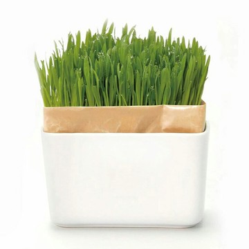 《HARIO》喵星人盆栽套組(PTS-NKCN-2P-SH)貓咪專用 居家療癒小物