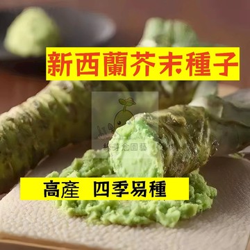 🌱早熟高產 新西蘭芥末種植JM-1 生長勢強 適應力強 山葵 辣根 驅寒 四季可播種 田園庭院盆栽調味蔬菜種子