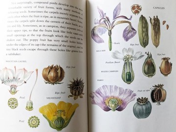 花與果實/老書/古書/圖鑑