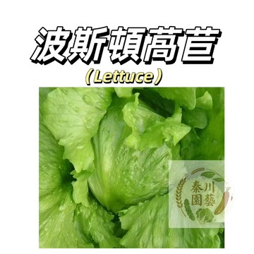 嘉義現貨（波斯頓萵苣種子WJ-3）美生菜~ 羅曼種子~甜脆涼拌沙拉菜半結球萵苣#蔬菜種子葉菜