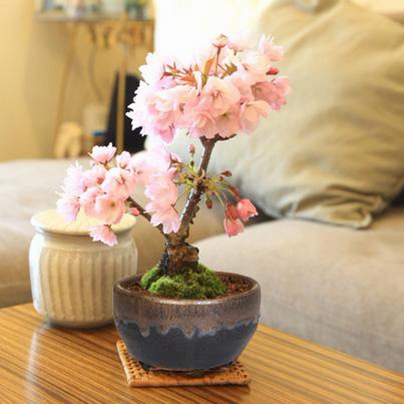 桜盆栽:一才桜盆栽(信楽焼黒イブシ金彩小鉢)*(2025年春開花 桜盆栽:一才桜盆栽(信楽焼黒イブシ金彩小鉢)*(2025年春開花