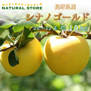 [予約 12月1日-12月20日の納品] シナノゴールド 約 10kg 28-32玉 大玉 秋ギフト 長野県産 りんご 林檎 産地箱 冬ギフト お歳暮 御歳暮