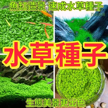【魚缸造景必備】水草種子 大全套 牛毛氈/迷你矮珍珠 免CO₂ 懶人種植 快速成景 水中發芽 魚兒舒適好養活