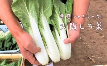 シェフ御用達！大阪泉州野菜BOX    野菜定期便 定期便6回