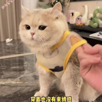 貓咪衣服金漸層春秋防掉毛夏季狗狗背心寵物德文布偶小犬幼貓薄款
