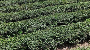 虎子坑茶園美農地｜南投縣名間鄉虎子坑段