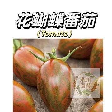 嘉義現貨（花狐狸小番茄種子FQ-37）生吃水果柿子~小櫻桃蕃茄小西紅柿盆栽地栽蔬菜果菜#tomato