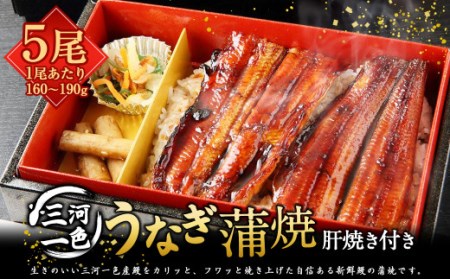 三河一色うなぎ蒲焼 5尾(肝焼き付き) うなぎ 蒲焼