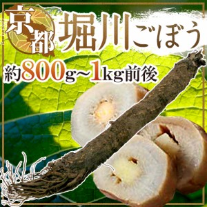 京都府 ”堀川ごぼう” 約800g～1kg前後