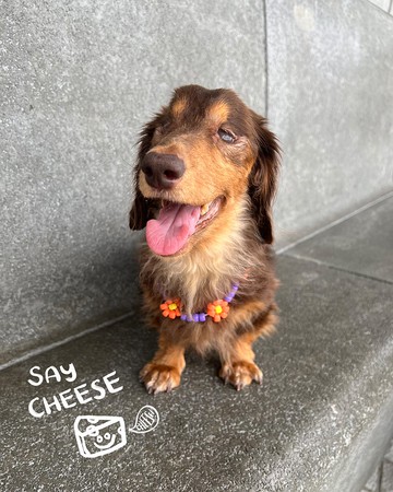 SAY CHEESE 寵物頸鏈