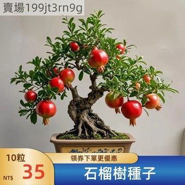 現貨🥭【盆栽石榴樹種子】（100粒）四季種植 盆景水晶石榴種子 庭院陽臺花卉觀賞 盆栽地栽果樹種 子四季播種紅石榴
