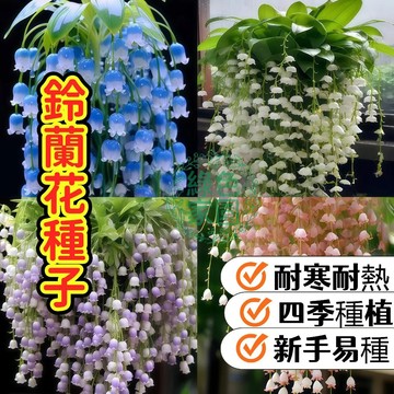 台灣熱銷-24H發貨【鈴蘭花種子】濃香型花卉種子 開花不斷 好養活 多年生 耐寒耐熱植物 庭院陽臺 四季種植 新手易種