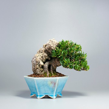 【附石盆景】綠意盆景 送禮推薦 精緻盆景