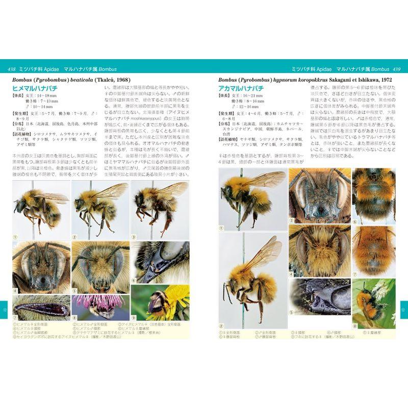 日本産ハナバチ図鑑