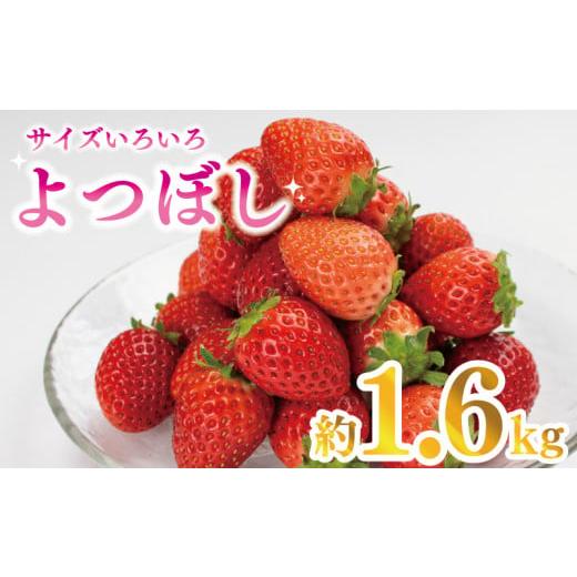 ふるさと納税 徳島県 阿波市 訳あり いちご 果物 フルーツ よつぼし 1600g 限定品 特別栽培 ストロベリー スイーツ お菓子 ケーキ 阿波市 徳島県