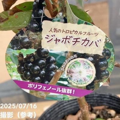 ジャボチカバ　Ｃ　10年 決算！ポイント5倍！7/31まで】ジャボチカバ 4.5号｜果樹04-PA