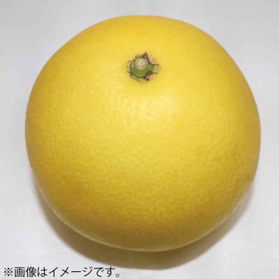 ふるさと納税 土佐市 《戸波文旦会》 青龍(せいりゅう)文旦 特秀 約5kg(2L〜4L混合サイズ)