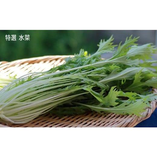 ふるさと納税 福島県 いわき市 いわき浜の野菜セット（いわき市産の野菜詰め合わせセット）