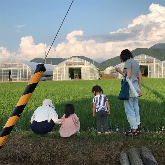 米・穀物 米 精米 北海道厚沢部町産ふっくりんこ15kg 産地直送